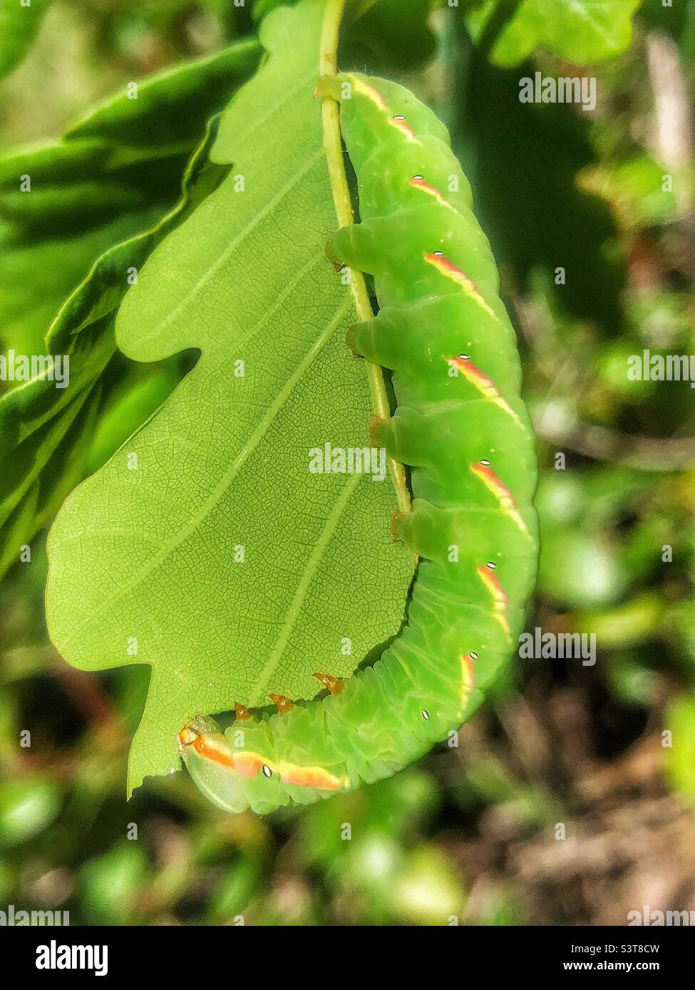 Große, prominente Mottenraupe (Peridea anceps), die im Frühling ein Eichenblatt frisst - Smartphone-aufgenommenes Stockfoto