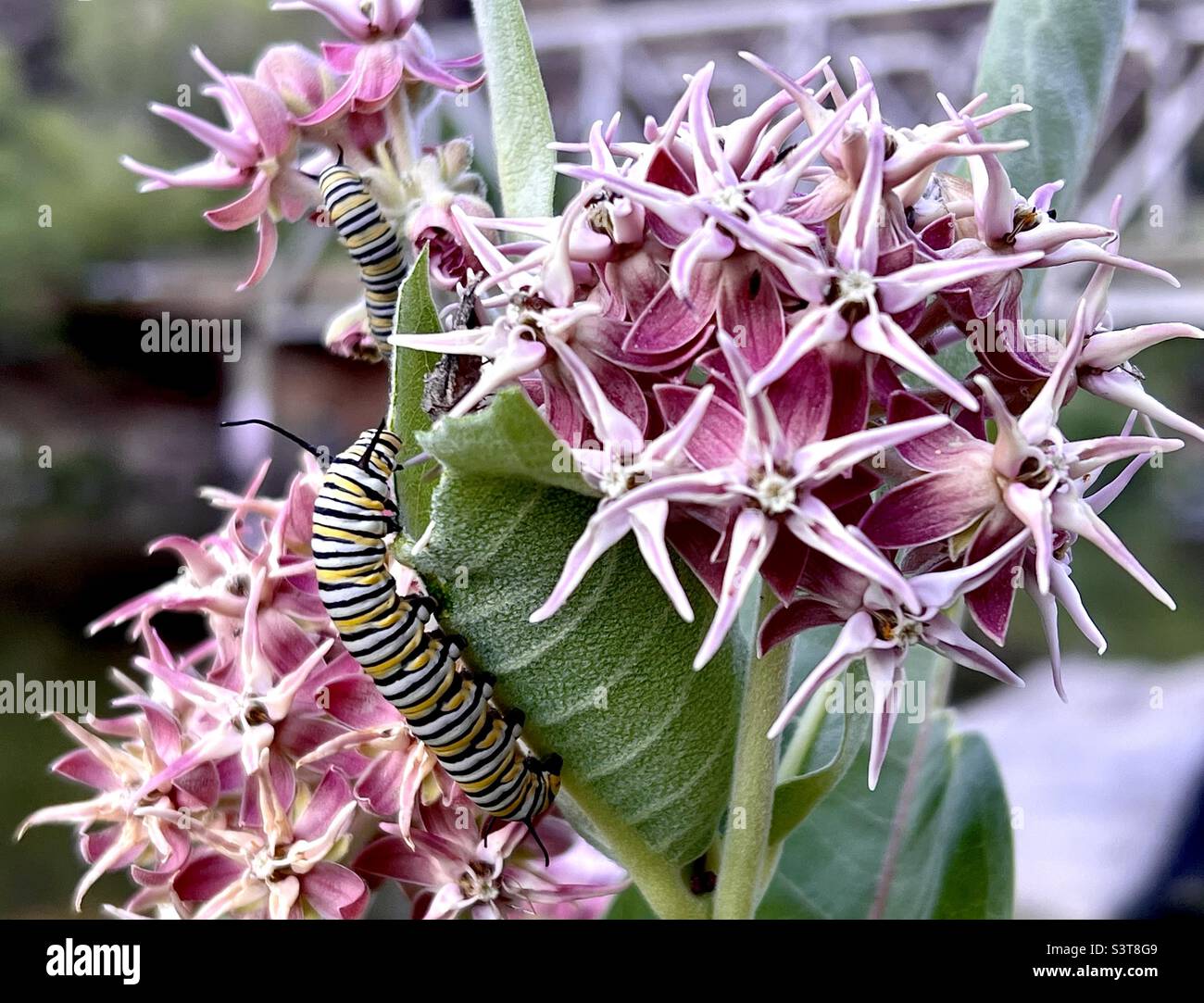 Monarch Schmetterling Raupen auf auffälligen Milchkrautkraut Asclepias Speciosa (L.). Am Rio Grande an der John Dunn Bridge in El Prado, New Mexico. Stockfoto