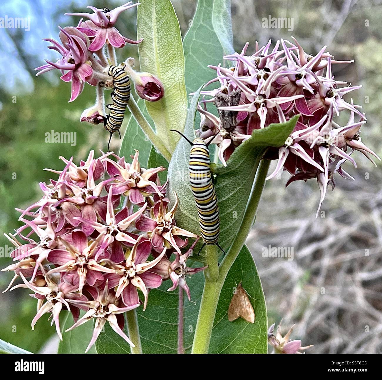 Monarch Schmetterling Raupen auf auffälligen Milchkrautkraut Asclepias Speciosa (L.). Am Rio Grande an der John Dunn Bridge in El Prado, New Mexico. Stockfoto