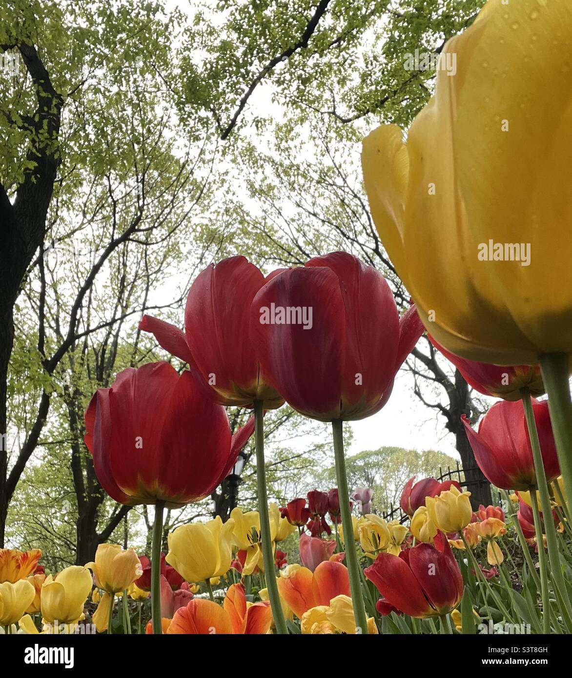 Tulpen in der Saison Stockfoto