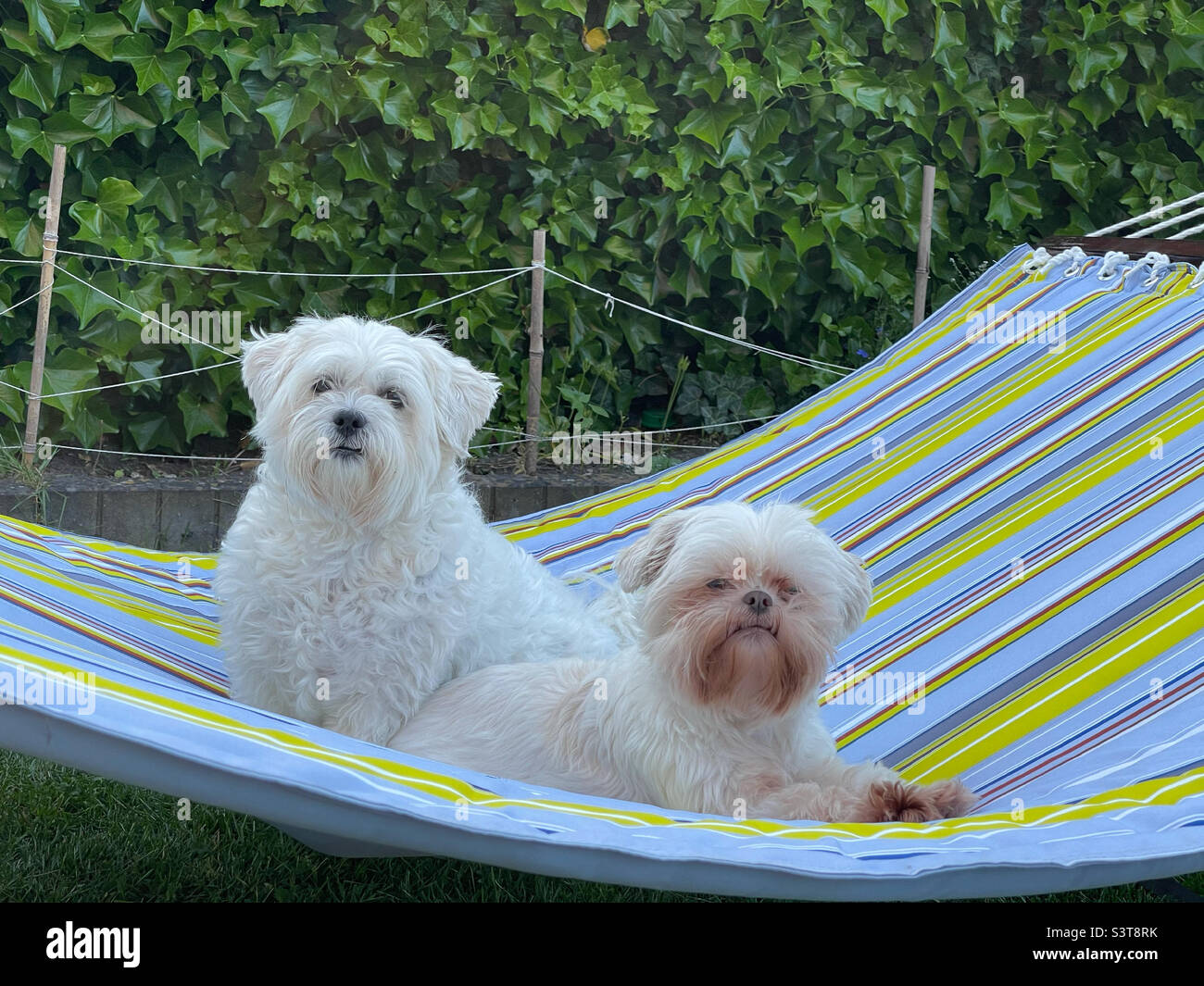 Zwei weiße Hunde, die sich in einer Hängematte entspannen Stockfoto