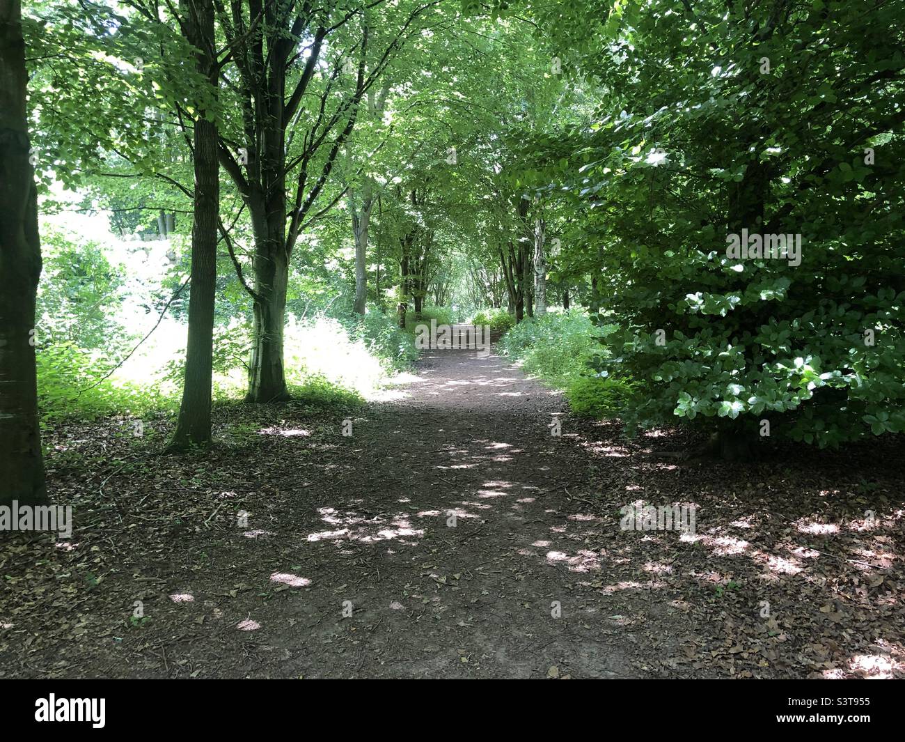Bewaldeter Gehweg an einem Sommertag im Lovell Quinta Arboretum in Swettenham, Cheshire Stockfoto