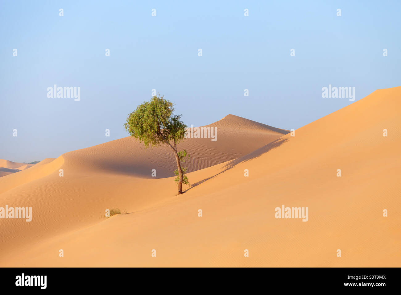 Einsamer Baum in der Wüste in Abu Dhabi in den Vereinigten Arabischen Emiraten Stockfoto