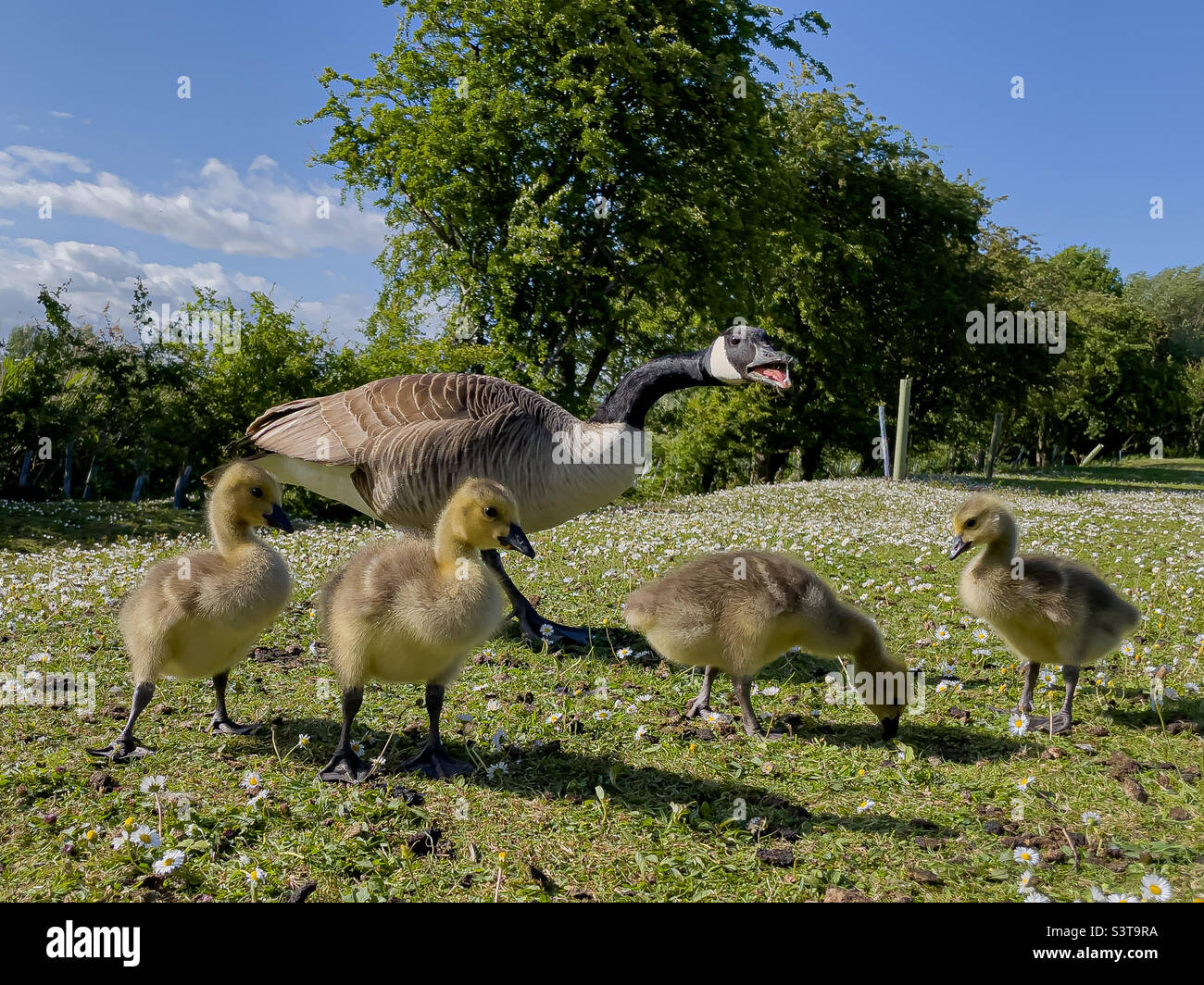 Zischende Kanadagans mit jungen Gänsen - Smartphone-aufgenommenes Stockfoto