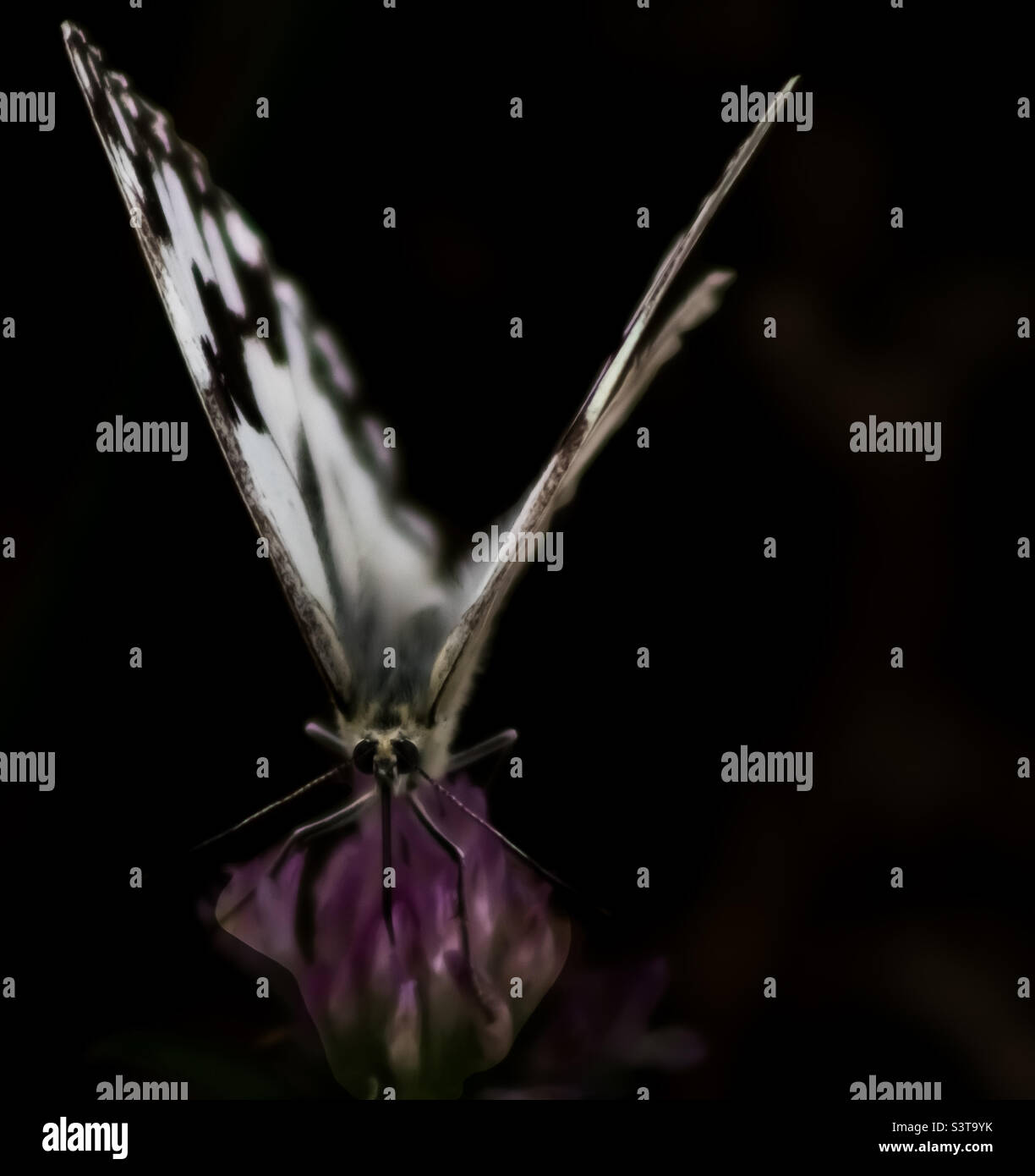 Kontrastreiche Aufnahme eines marmorierten weißen Schmetterlings auf einer rosa Kleeblüte, der mit großen schwarzen Augen direkt auf die Kamera blickt Stockfoto