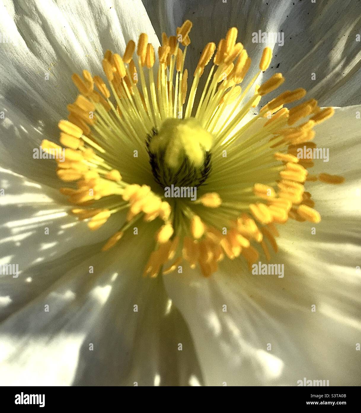 Mohn, weiß, gelb, grün, Sonnenlicht, Hell, schön, hell, Gold, Sonnenaufgang Stockfoto