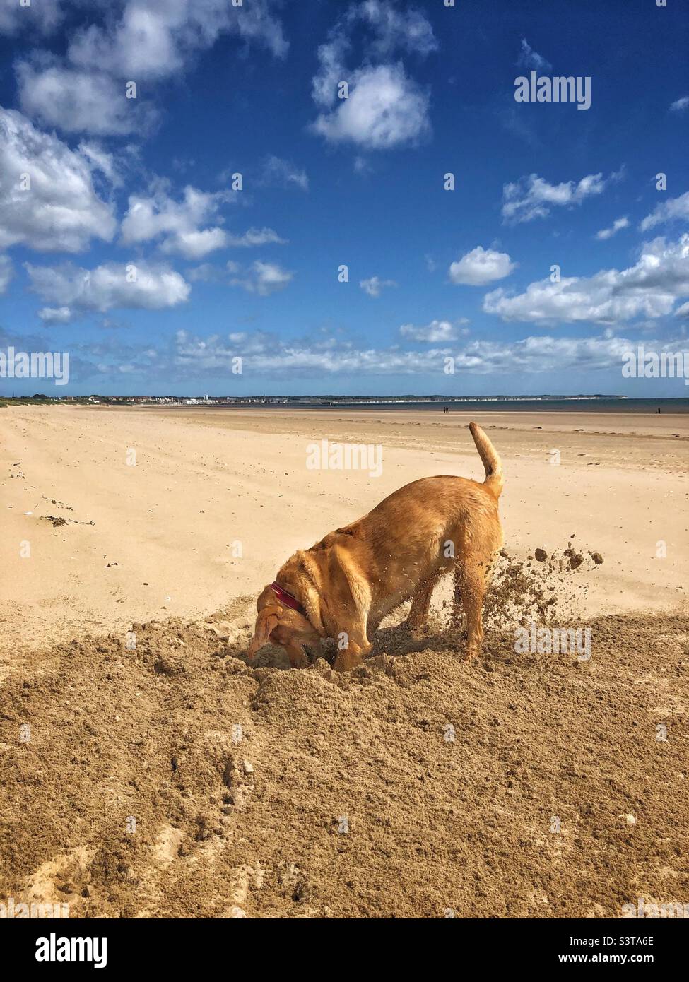 Ein Hund, der ein tiefes Loch an einem einsamen Sandstrand gräbt, während er im Sommer an einem heißen und sonnigen Tag Urlaub macht Stockfoto