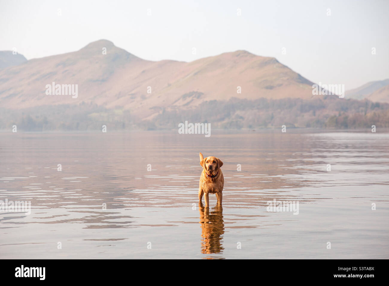 Hund steht im See mit Bergen dahinter Stockfoto