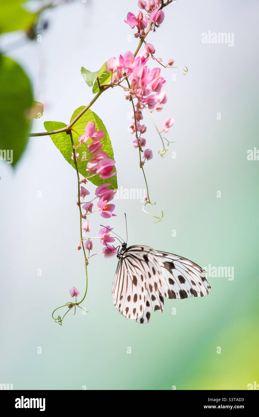 Exotischer Schmetterling auf einer Pflanze, Schönheit in der Natur. Nahaufnahme-Makro, Stockfoto