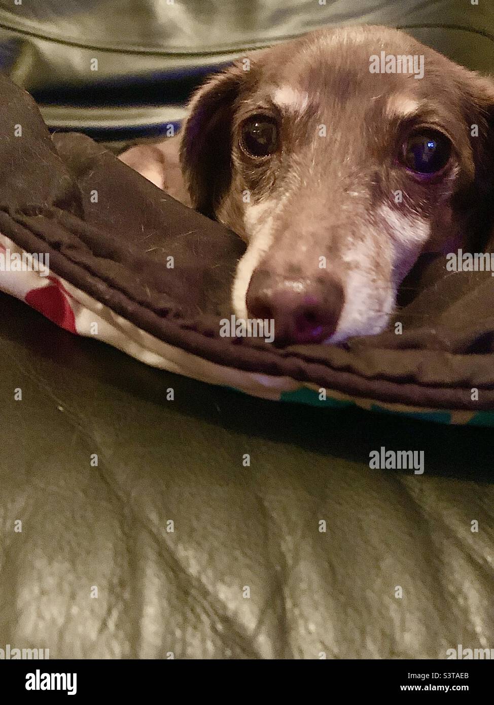 Brauner, kleiner Dackel auf schwarzer Ledercouch - Smartphone-aufgenommenes Stockfoto