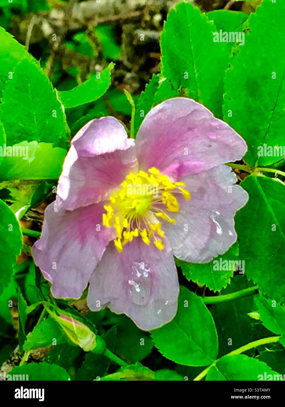Wilde Rose, stachelige Wildrose, stachelige Rose, stachelige Rose, arktische Rose Wildblumen, Nordamerika Stockfoto