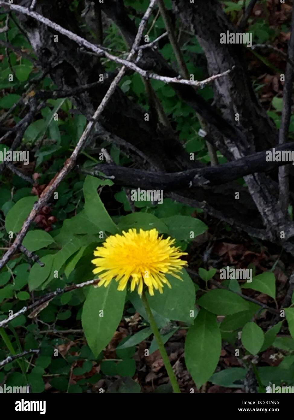 Dandelion, Wildblumen, Nordamerika - Smartphone-aufgenommenes Stockfoto