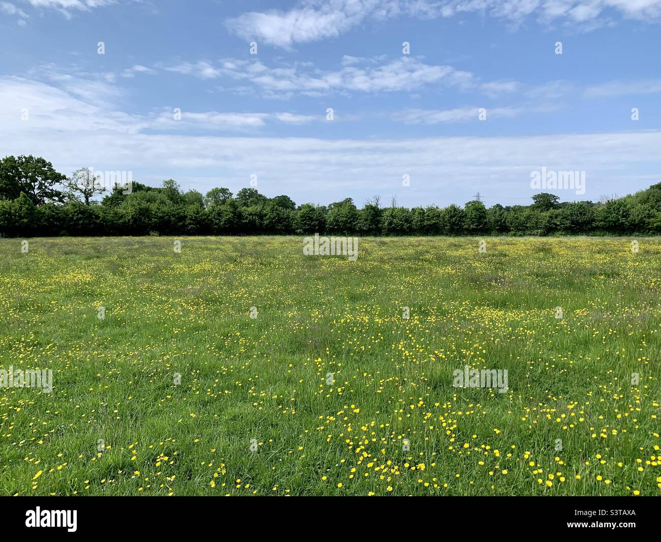 Buttercup Wiese Feld - Smartphone-aufgenommenes Stockfoto