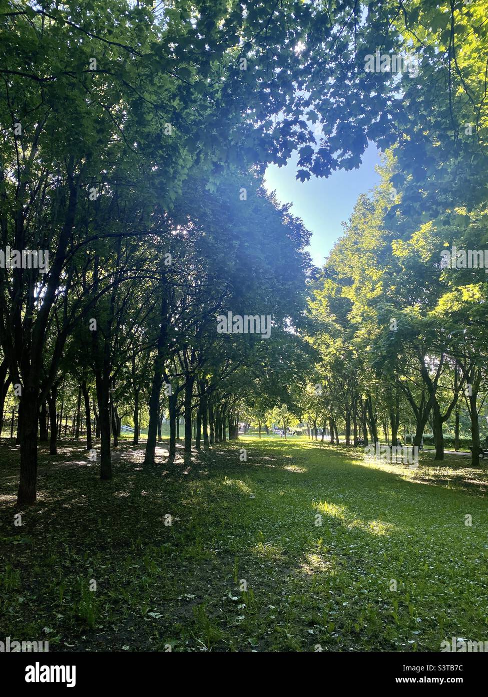 Bäume in einem Stadtpark, Äste Rahmen eine Lücke in der Form eines Herzens. Herz des Sommers Stockfoto