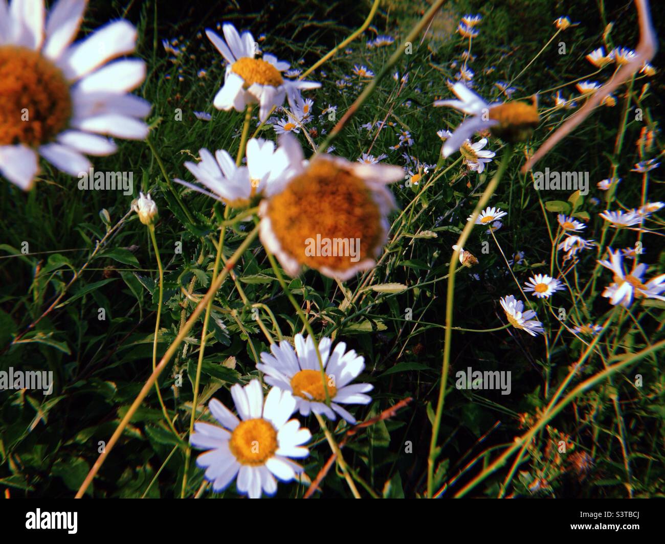 Spontane Gänseblümchen in Italien Stockfoto