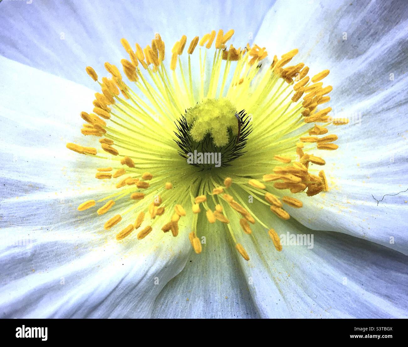 Mohnblume, weiß, gelb, grün, Kreis, Design, Natur, Schönheit, Chi, Freude Stockfoto