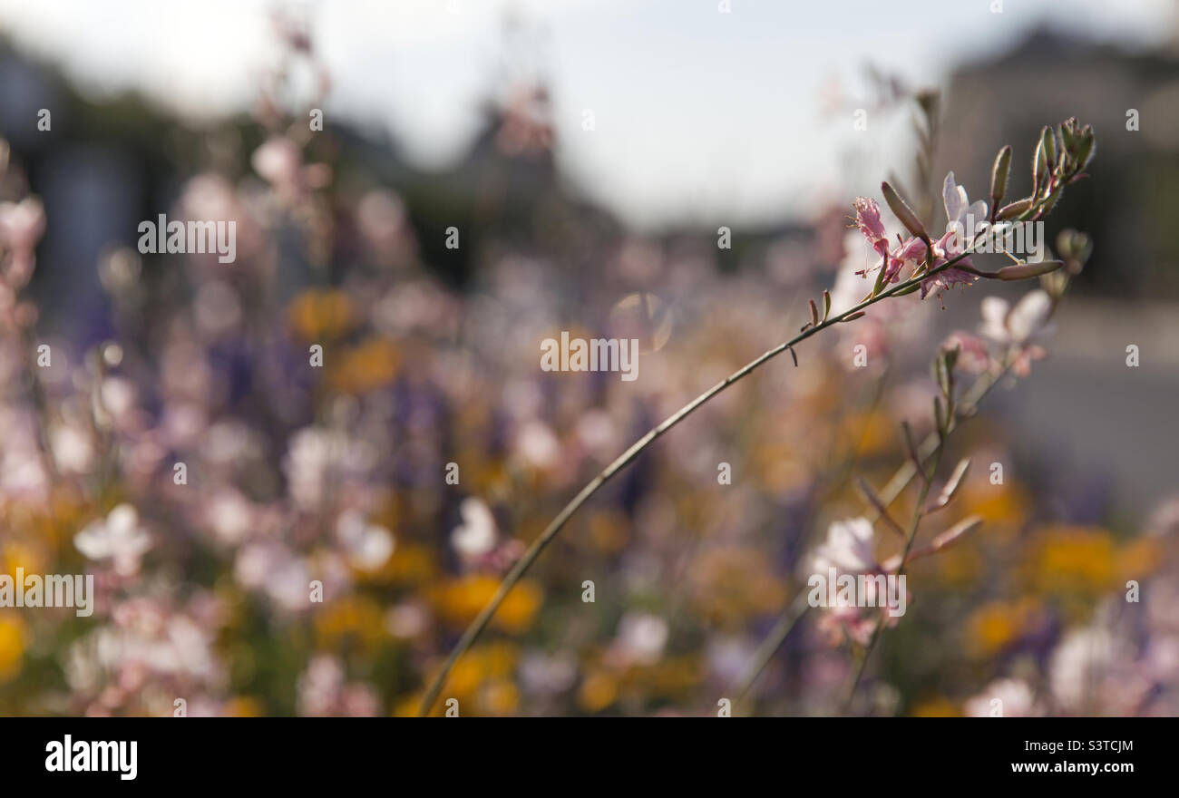 Zarte Sommerblume, Nahaufnahme auf dem Stamm mit Bokeh Unschärfe als Hintergrund Stockfoto