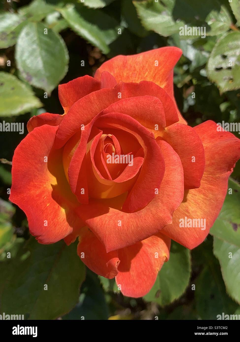 Ipswich, Großbritannien - 22. Juni 2022: Leuchtend blühende Orangenrose. Stockfoto