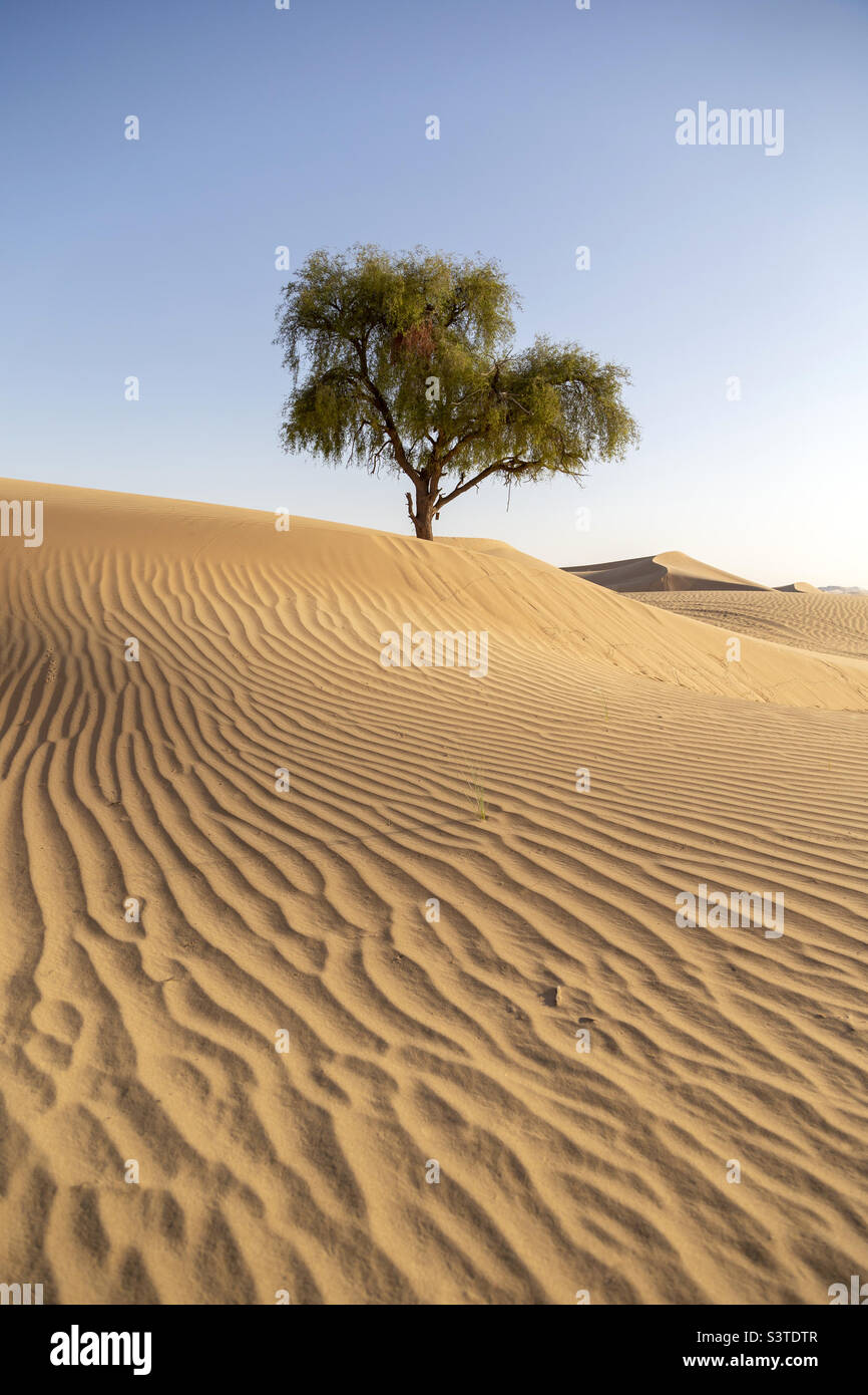 Einsamer Baum in der Wüste, natürliche Landschaft der Vereinigten Arabischen Emirate - Smartphone-aufgenommenes Stockfoto