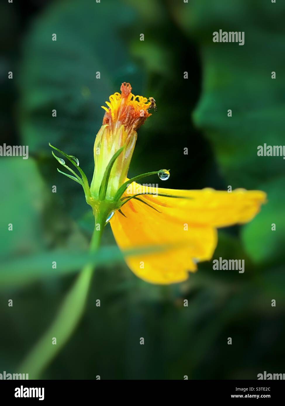 Nach Regen blühen Stockfoto