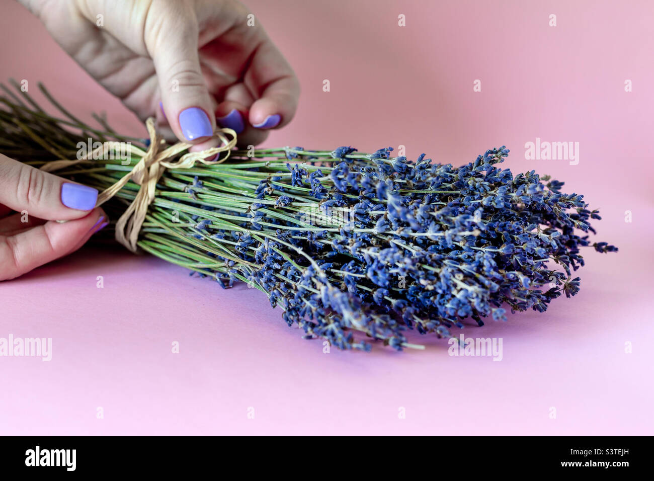 Frau, die Strauß aus Lavendelblüten macht, Hände nur im Rahmen Stockfoto