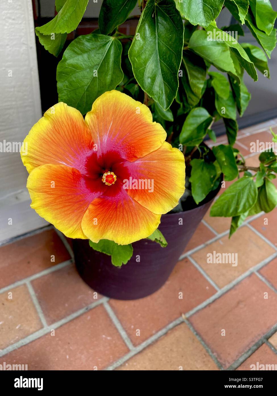 Chinesische Hibiskus- oder Schwarzenpflanze. Stockfoto