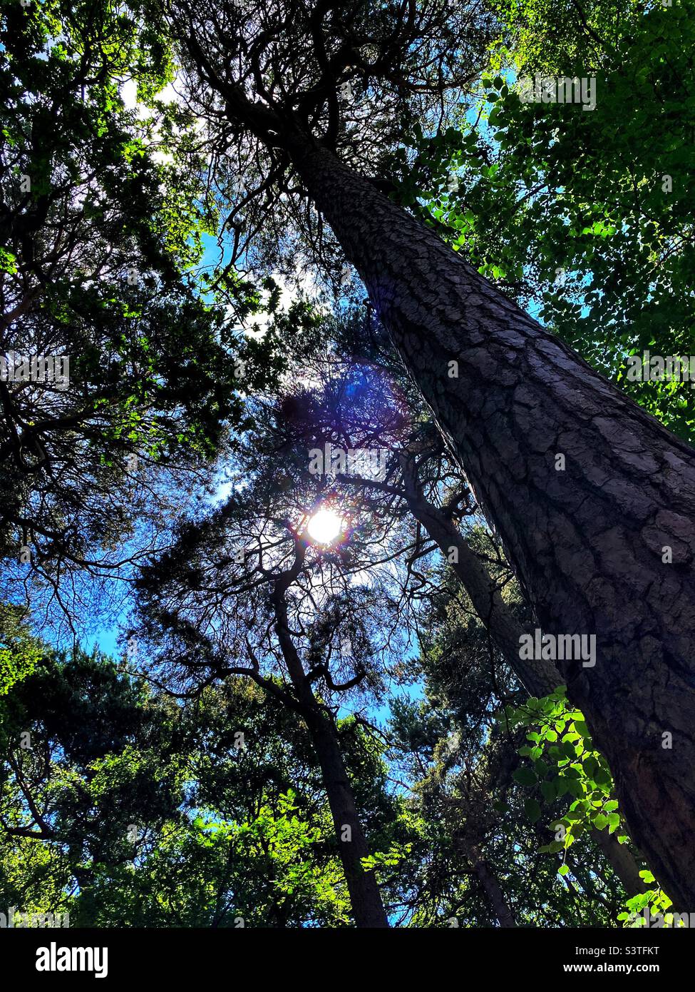 Sonne scheint durch die Bäume Stockfoto