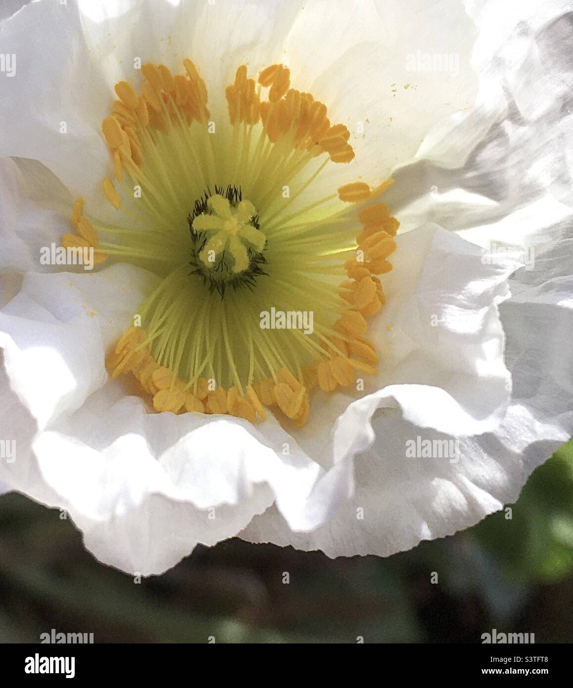 Poppy, weiß, gelb, Gold, Schönheit, Natur, Sonnenlicht, grün , Stockfoto