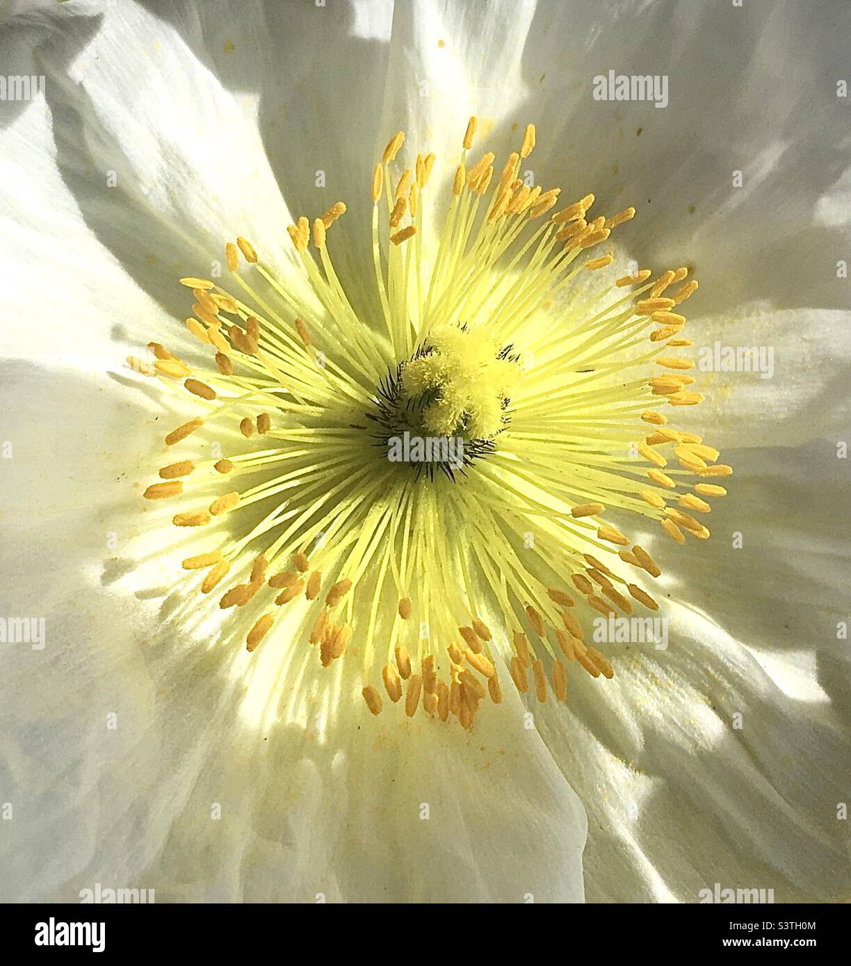 Mohnblume, weiß, gelb, Zitrone, Gold, Grün, Sonnenlicht, Sonnenblume, Schönheit - Smartphone-aufgenommenes Stockfoto
