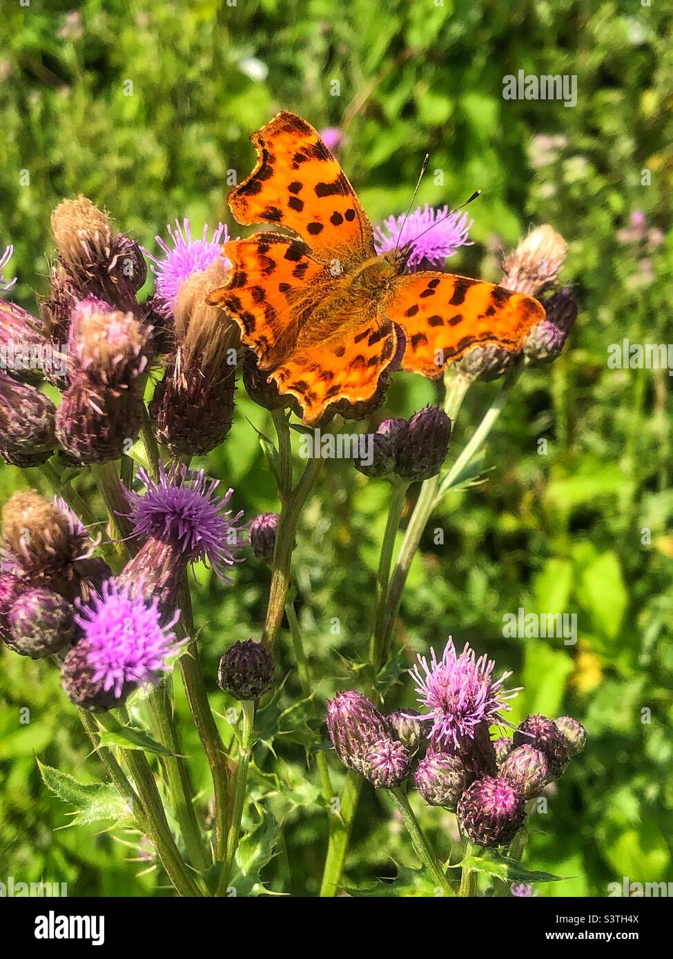 Komma-Schmetterling (Polygonia c-Album) füttert an Distelblüten im Hub Bishopstoke Hampshire Großbritannien - Smartphone-aufgenommenes Stockfoto