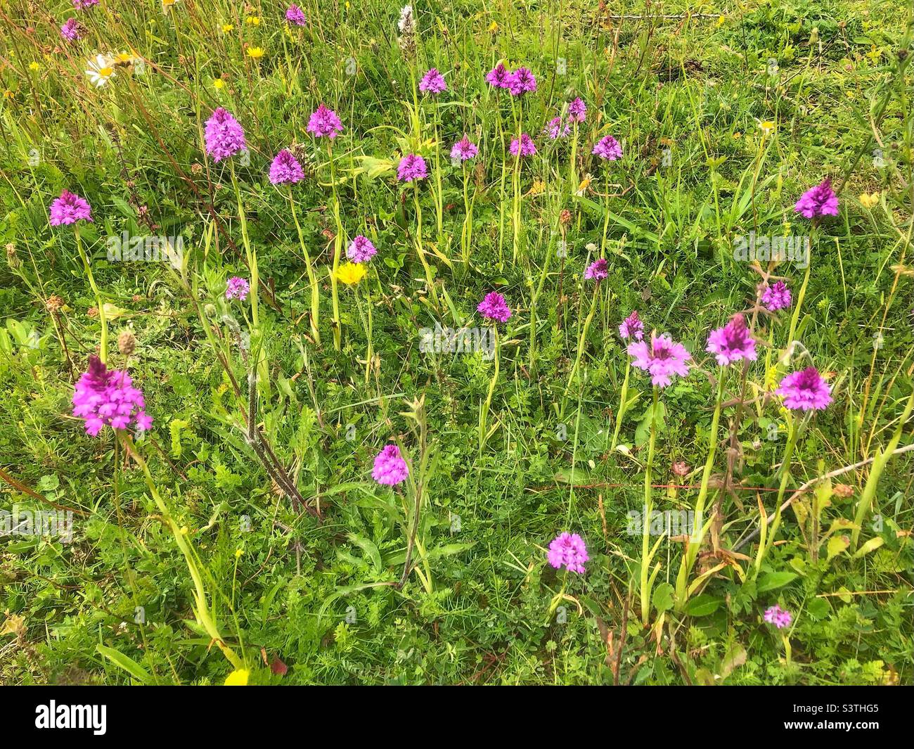 Pyramidenorchidee (Anacamptis pyramidalis), die auf dem St. Catherine's Hill Nature Reserve, Winchester, Hampshire, Großbritannien, wächst. - Smartphone-aufgenommenes Stockfoto