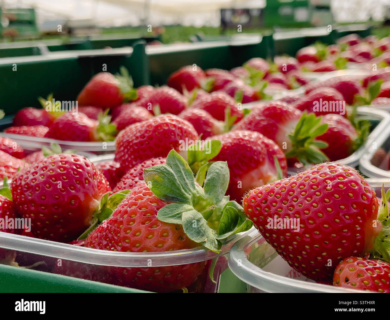 Frisch gepflückte Erdbeeren auf einem Bauernhof Stockfoto