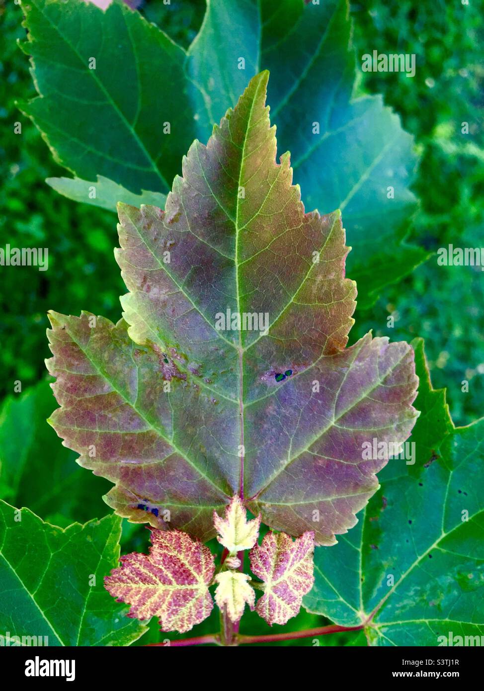 Der neue Zyklus der Natur, der Blätter in verschiedenen Stadien zeigt, von der Knospe über die winzigen bis zur reifen Pflanze, nur Tage voneinander entfernt. Nova Scotia, Kanada - Smartphone-aufgenommenes Stockfoto