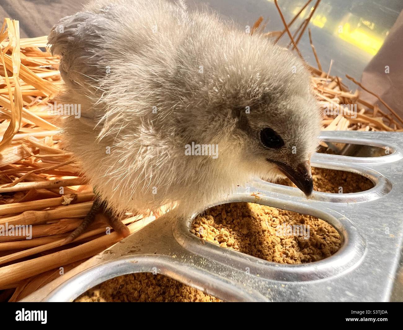 Lavendel Orpington Baby Huhn Stockfoto