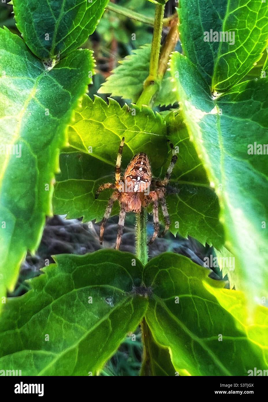 Gartenkreuzspinne im Sommer Stockfoto