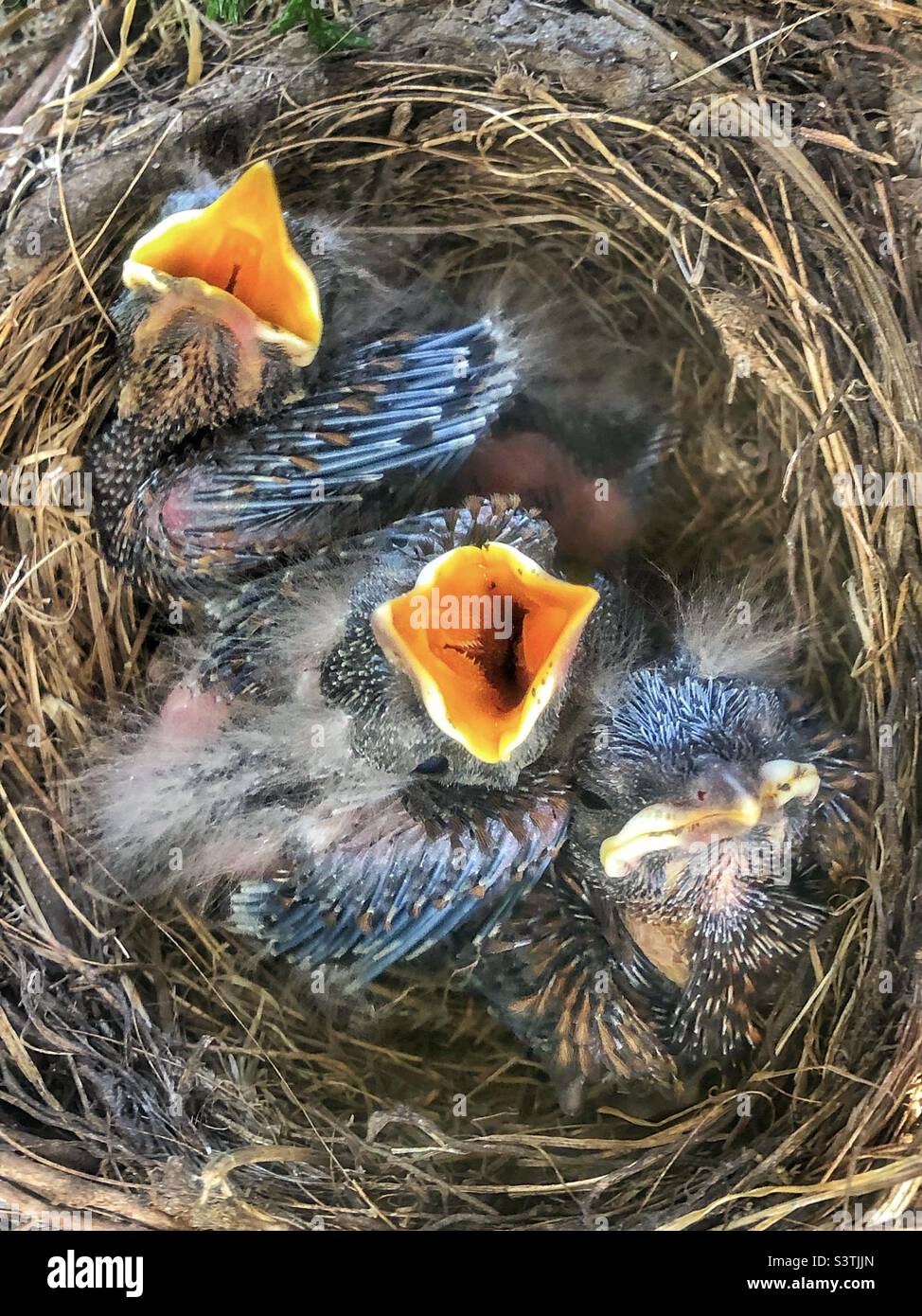 Amseln nisten mit Küken in einer Gartenhecke in Hampshire, Großbritannien - Smartphone-aufgenommenes Stockfoto