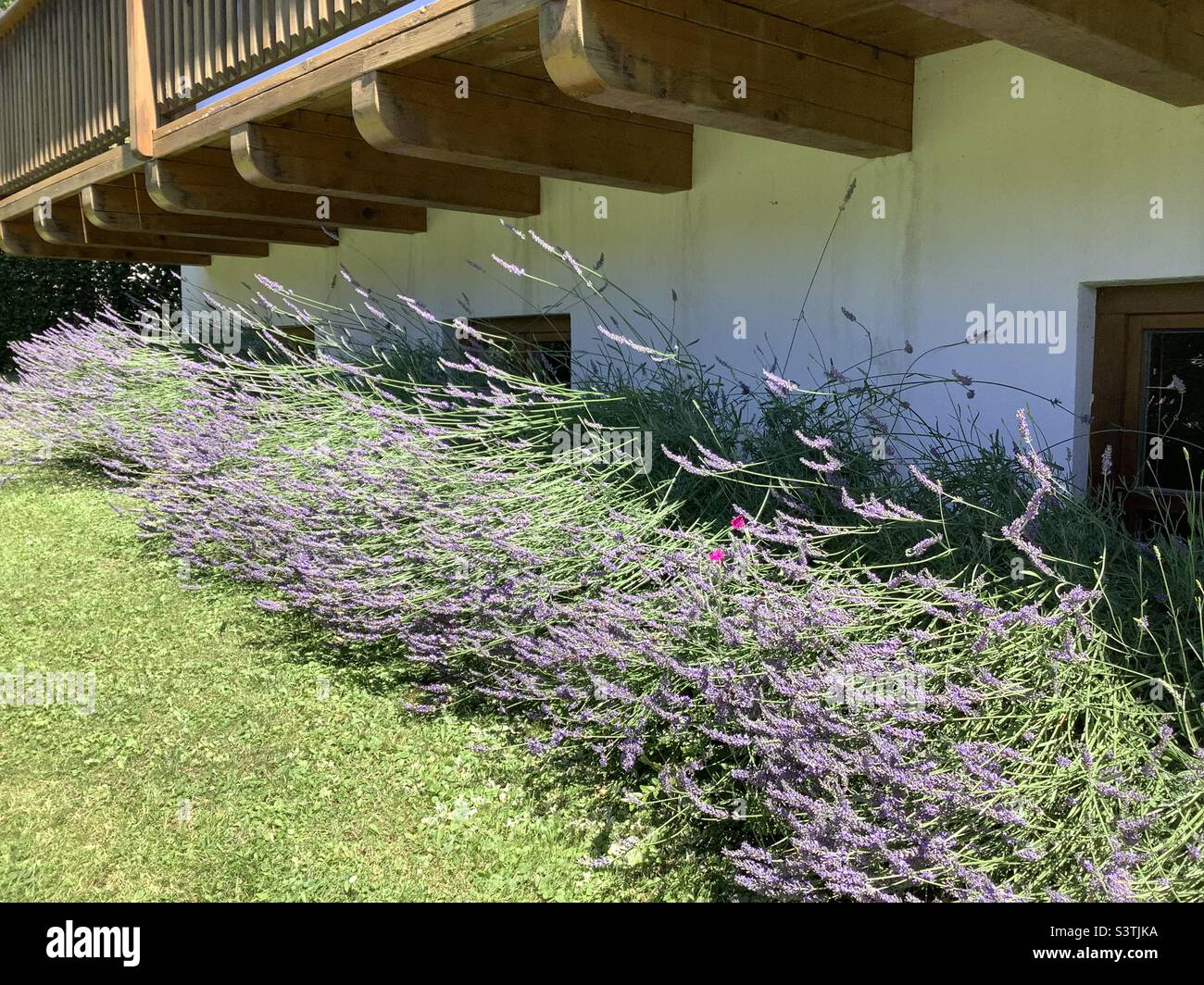 Blühendes Lavendelfeld in strahlendem Sonnenschein unter Holzbalkon in Bayern, Deutschland, Europa Stockfoto