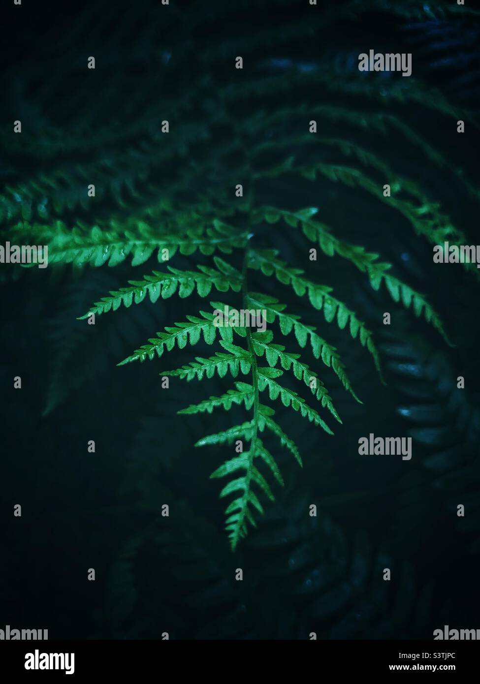 Ein üppig grünes Farnblatt mit Wedeln im Hintergrund einer dunklen Waldlandschaft und neuen Anfängen oder einem neuen Lebenskonzept Stockfoto