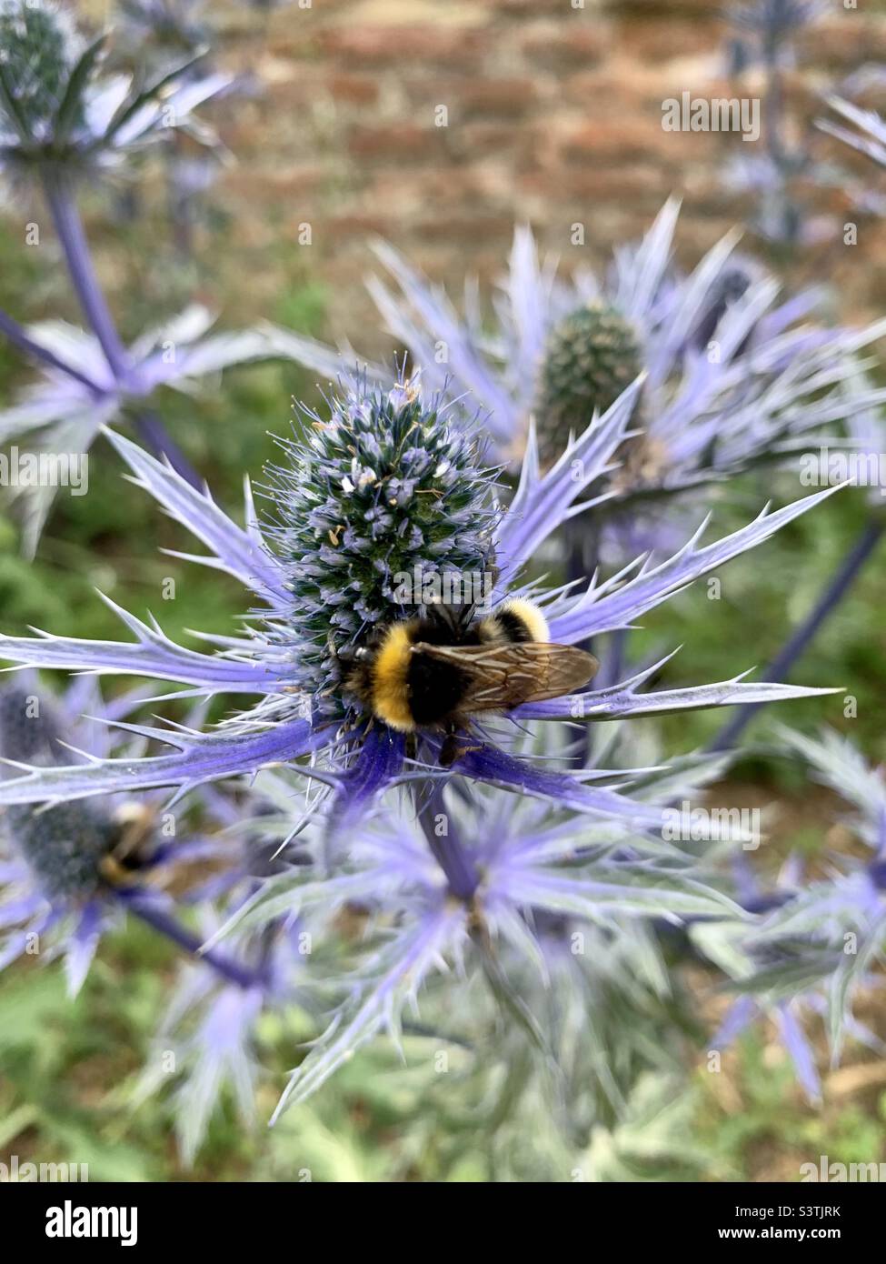 Hummel auf einer lilafarbenen Distelpflanze - Smartphone-aufgenommenes Stockfoto