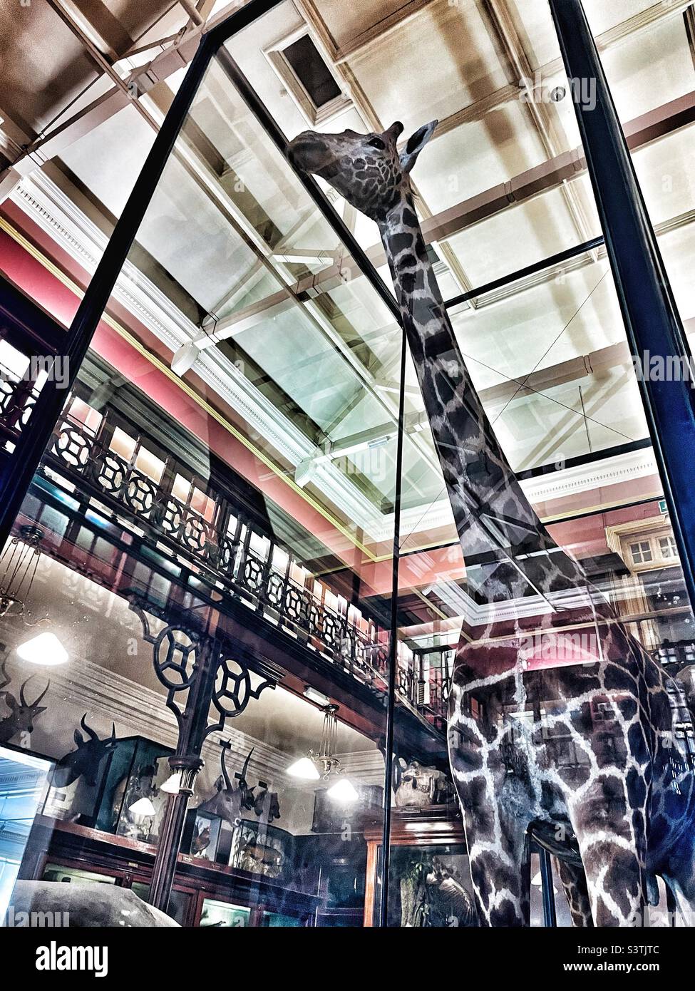 Ausgestellte Giraffe - Ipswich Museum, Ipswich, Suffolk, Großbritannien. Stockfoto