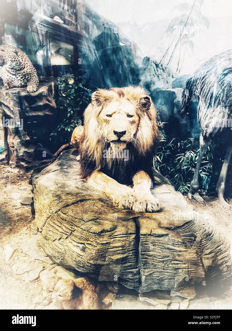 Eine Löwenpräparierausstellung im Ipswich Museum. Ipswich, Suffolk, Großbritannien. Stockfoto