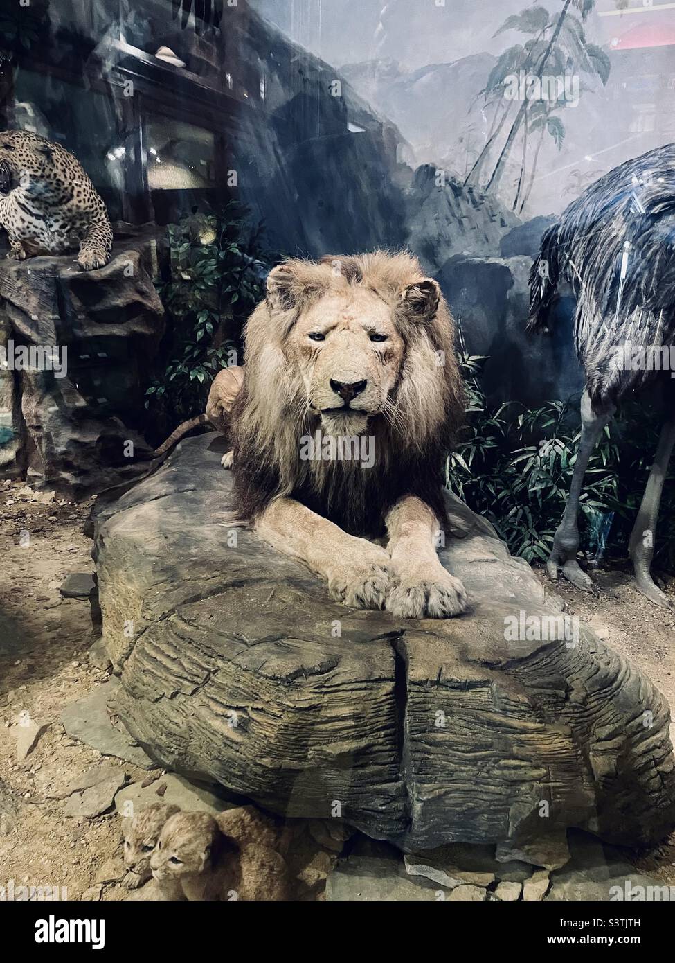 Ausstellung im Ipswich Museum - Löwenpräparat. Ipswich, Suffolk, Großbritannien. Stockfoto