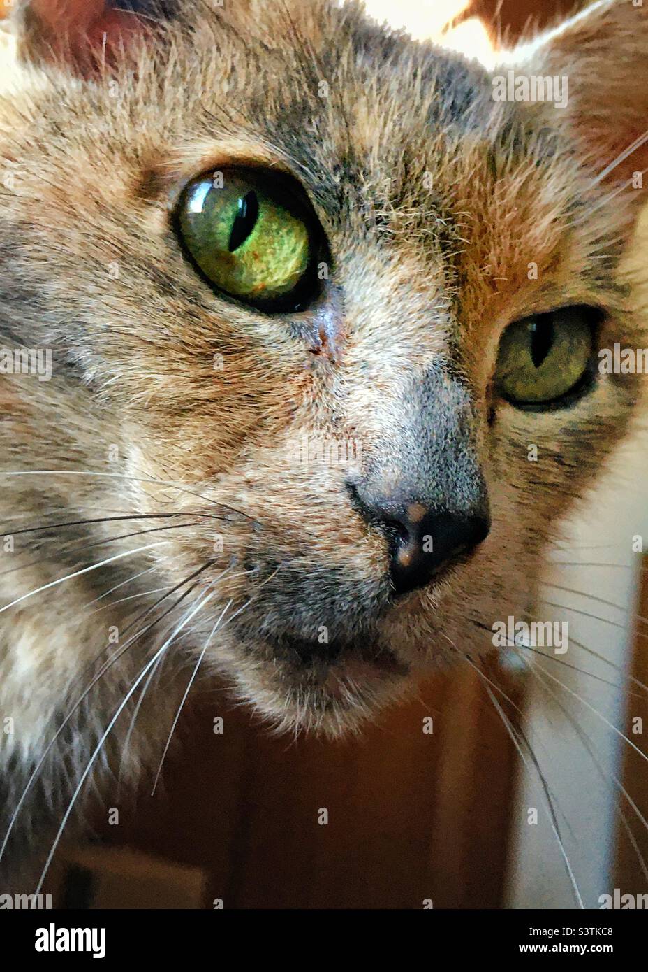 Nahaufnahme Porträt einer schönen Katze mit grünen Augen Stockfoto