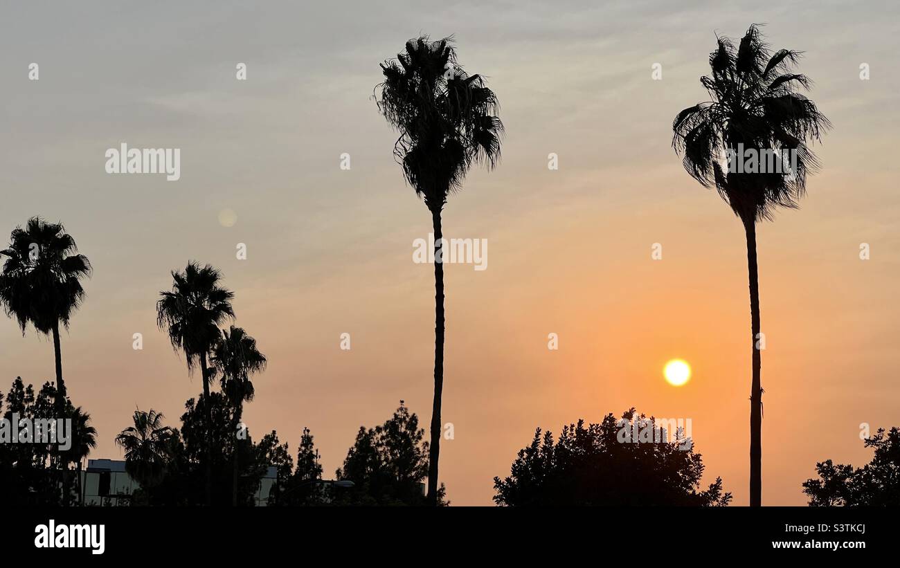 Silhouettierte Palmen und niedrige, untergehende Sonne in einem orangefarbenen Himmel, über den Hollywood Hills in Los Angeles, Kalifornien - Smartphone-aufgenommenes Stockfoto