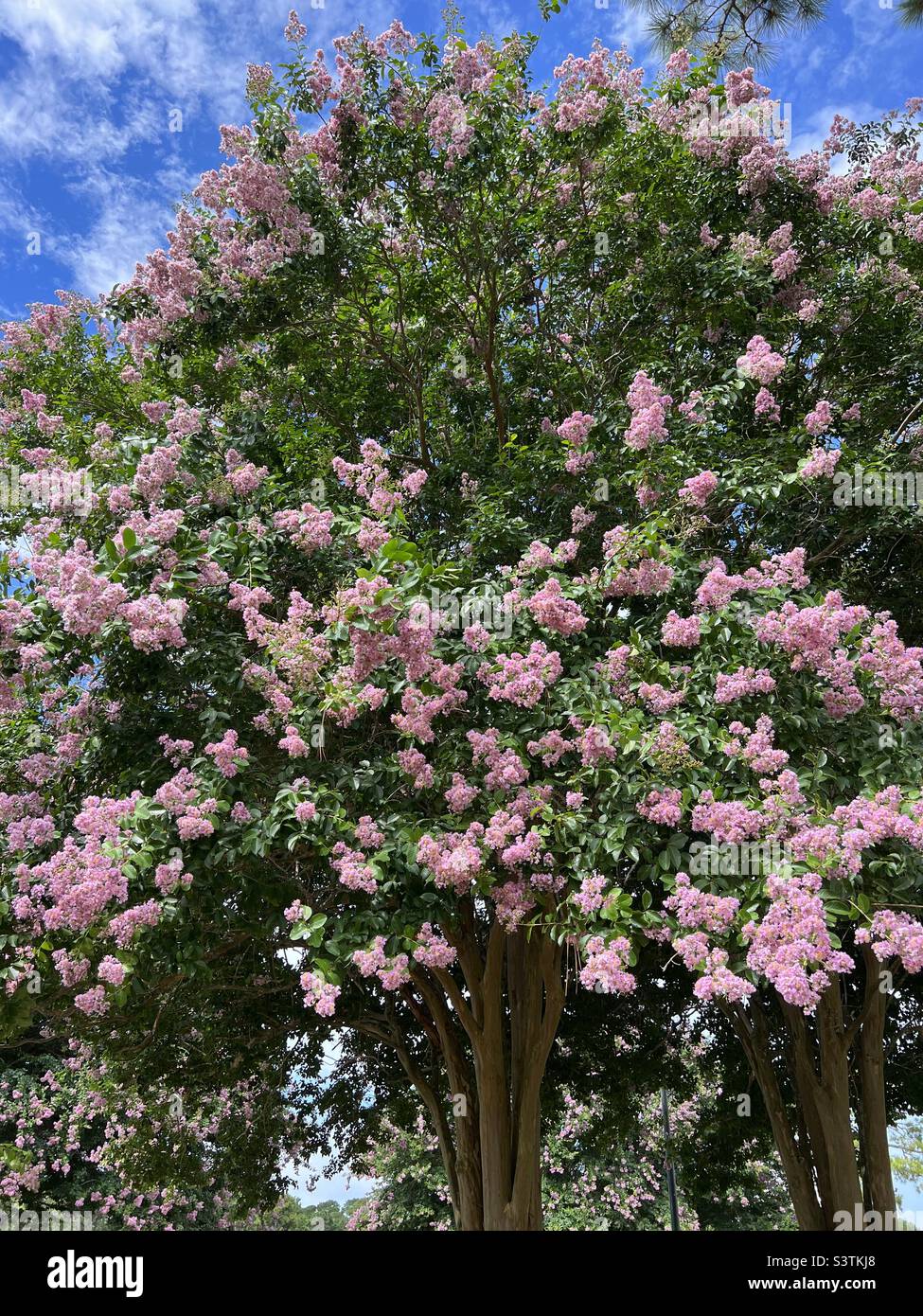 Rosa Crepe Myrte Baum in voller Blüte - Smartphone-aufgenommenes Stockfoto