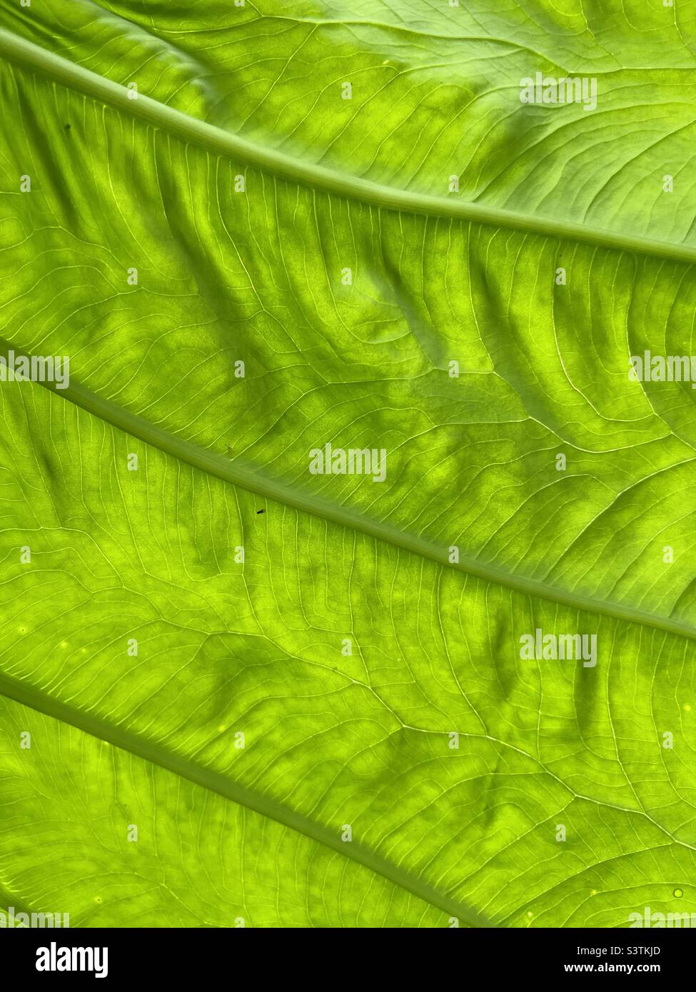 Abstrakter Hintergrund von leuchtend grünen toro Blatt Stockfoto