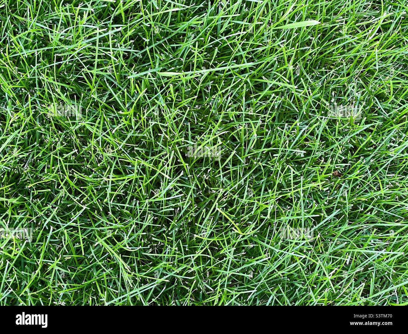 Wenn man nach unten schaut, macht dieses üppig grüne Bild von schattigem Gras in Utah, USA, eine großartige natürliche Abstraktion. Stockfoto