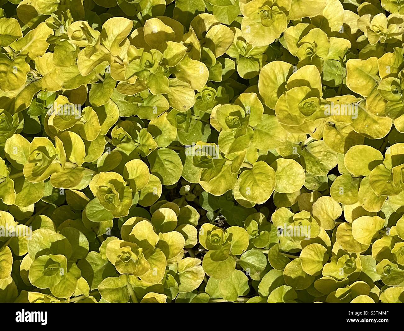 Eine Nahansicht der Bodenabdeckung „Creeping Jenny“ in einem Hinterhofgarten in Utah, USA. Macht eine schöne natürliche Abstraktion. Stockfoto