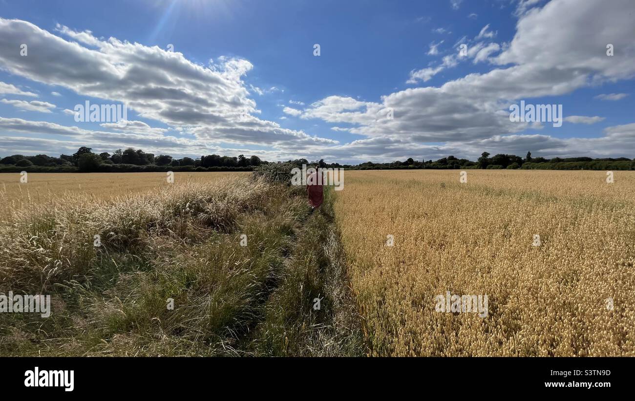 Felder aus Gold… - Smartphone-aufgenommenes Stockfoto