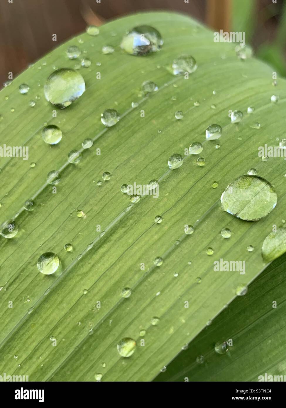 Wassertropfen auf einem Blatt Stockfoto